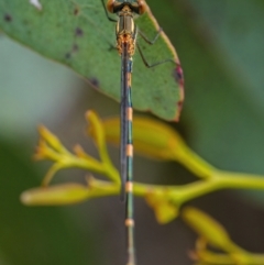 Austrolestes leda (Wandering Ringtail) at QPRC LGA - 11 Dec 2021 by WHall