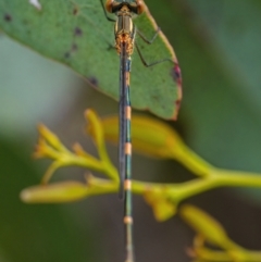 Austrolestes leda (Wandering Ringtail) at Googong, NSW - 11 Dec 2021 by WHall