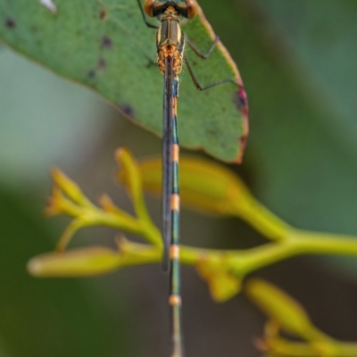 Austrolestes leda (Wandering Ringtail) at Googong, NSW - 11 Dec 2021 by WHall