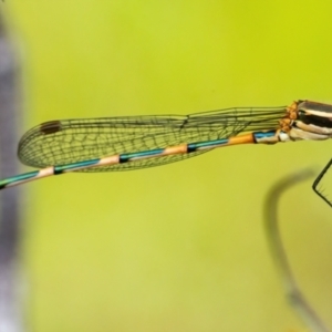 Austrolestes leda at Googong, NSW - 11 Dec 2021