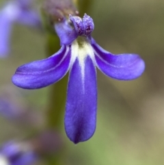 Lobelia gibbosa (Tall Lobelia) at Stirling Park - 11 Dec 2021 by AJB