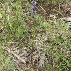 Lobelia gibbosa at Yarralumla, ACT - suppressed