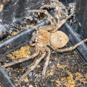 Neosparassus calligaster at QPRC LGA - 7 Dec 2021 03:06 PM