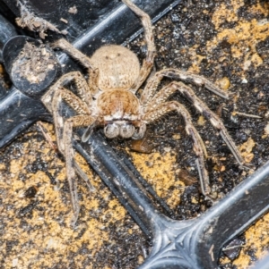 Neosparassus calligaster at QPRC LGA - 7 Dec 2021 03:06 PM