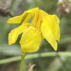 Goodenia pinnatifida (Scrambled Eggs) at Deakin, ACT - 11 Dec 2021 by AJB