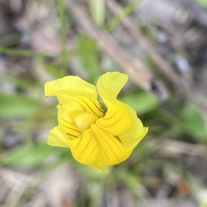 Goodenia pinnatifida at Deakin, ACT - 11 Dec 2021