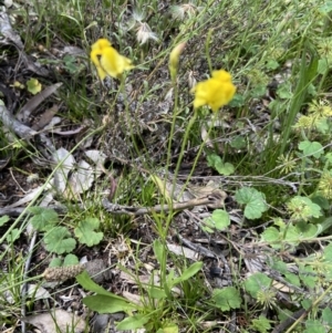 Goodenia pinnatifida at Deakin, ACT - suppressed