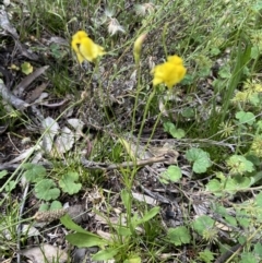 Goodenia pinnatifida at Deakin, ACT - 11 Dec 2021