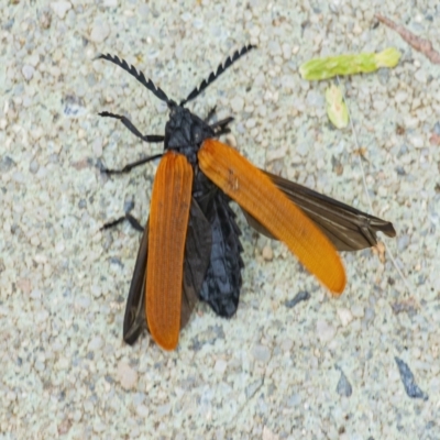 Porrostoma rhipidium (Long-nosed Lycid (Net-winged) beetle) at QPRC LGA - 7 Dec 2021 by WHall