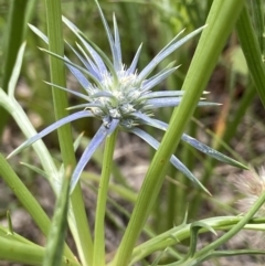 Eryngium ovinum (Blue Devil) at Deakin, ACT - 11 Dec 2021 by AJB