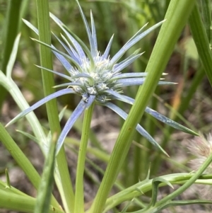 Eryngium ovinum at Deakin, ACT - suppressed