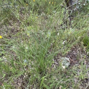 Eryngium ovinum at Deakin, ACT - suppressed