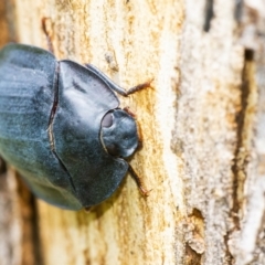 Pterohelaeus piceus (Pie-dish beetle) at Googong, NSW - 11 Dec 2021 by WHall