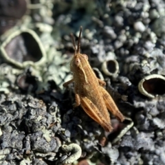 Phaulacridium vittatum (Wingless Grasshopper) at Deakin, ACT - 10 Dec 2021 by AJB