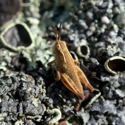Phaulacridium vittatum (Wingless Grasshopper) at Red Hill Nature Reserve - 10 Dec 2021 by AJB