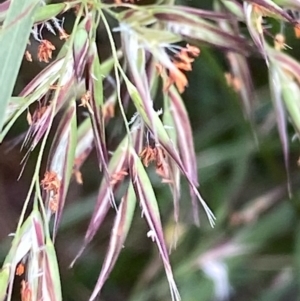 Rytidosperma sp. at Hughes, ACT - 11 Dec 2021