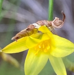 Tricoryne elatior (Yellow Rush Lily) at Hughes Grassy Woodland - 11 Dec 2021 by KL