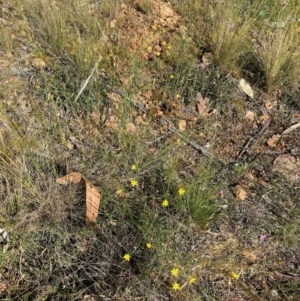 Tricoryne elatior at Hughes, ACT - 11 Dec 2021