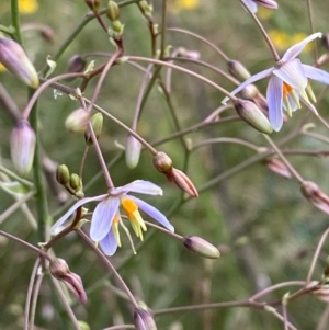 Dianella longifolia var. longifolia at Hughes, ACT - 11 Dec 2021 05:40 PM