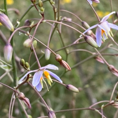 Dianella longifolia var. longifolia (Pale Flax Lily, Blue Flax Lily) at Hughes, ACT - 11 Dec 2021 by KL