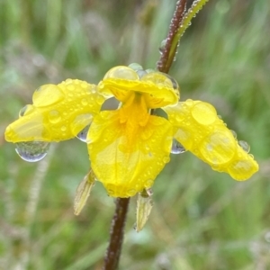 Diuris monticola at Paddys River, ACT - 8 Dec 2021