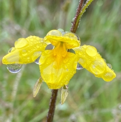 Diuris monticola (Highland Golden Moths) at Paddys River, ACT - 8 Dec 2021 by AJB