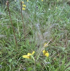 Diuris monticola at Paddys River, ACT - suppressed