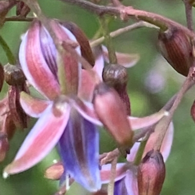 Dianella longifolia var. longifolia (Pale Flax Lily, Blue Flax Lily) at Hughes Grassy Woodland - 11 Dec 2021 by KL