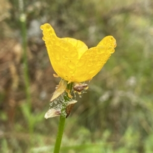 Ranunculus sp. at Paddys River, ACT - suppressed