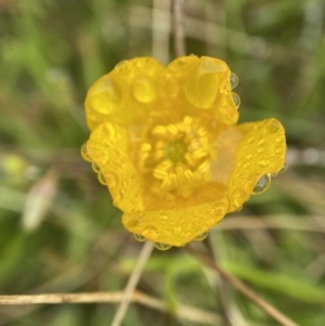 Ranunculus sp. at Paddys River, ACT - suppressed