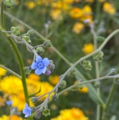 Cynoglossum australe (Australian Forget-me-not) at Red Hill to Yarralumla Creek - 11 Dec 2021 by KL