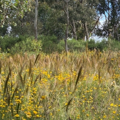 Austrostipa densiflora (Foxtail Speargrass) at Red Hill to Yarralumla Creek - 11 Dec 2021 by KL