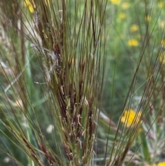 Austrostipa densiflora at Deakin, ACT - 11 Dec 2021 05:26 PM