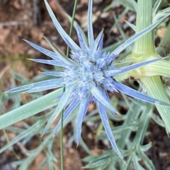 Eryngium ovinum (Blue Devil) at Hughes Grassy Woodland - 11 Dec 2021 by KL