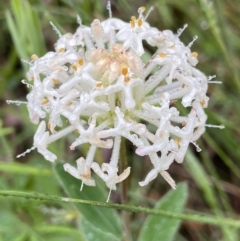 Pimelea linifolia (Slender Rice Flower) at Tidbinbilla Nature Reserve - 7 Dec 2021 by AJB