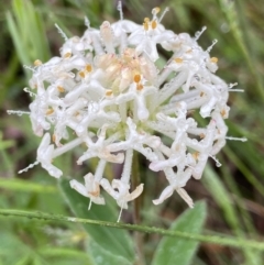 Pimelea linifolia (Slender Rice Flower) at Paddys River, ACT - 8 Dec 2021 by AJB