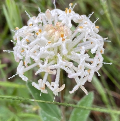 Pimelea linifolia (Slender Rice Flower) at Tidbinbilla Nature Reserve - 7 Dec 2021 by AJB