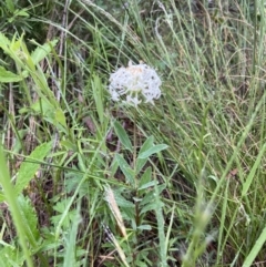 Pimelea linifolia at Paddys River, ACT - suppressed