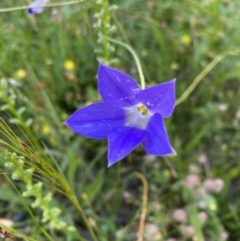 Wahlenbergia stricta subsp. stricta (Tall Bluebell) at Red Hill, ACT - 11 Dec 2021 by LisaH