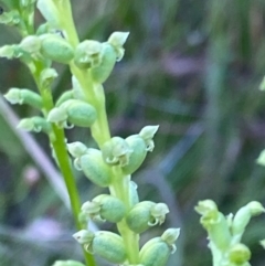 Microtis sp. (Onion Orchid) at Red Hill, ACT - 11 Dec 2021 by LisaH