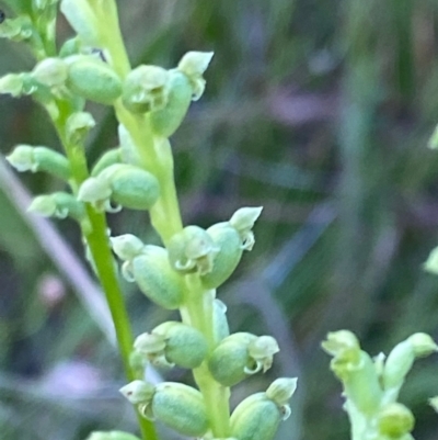 Microtis sp. (Onion Orchid) at Red Hill, ACT - 11 Dec 2021 by LisaH