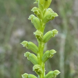 Microtis sp. at Red Hill, ACT - 11 Dec 2021