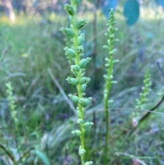 Microtis sp. at Red Hill, ACT - 11 Dec 2021