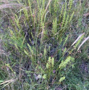 Microtis sp. at Red Hill, ACT - 11 Dec 2021