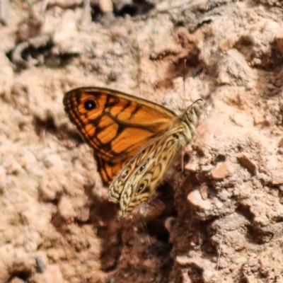 Geitoneura acantha (Ringed Xenica) at Namadgi National Park - 11 Dec 2021 by Sarah2019