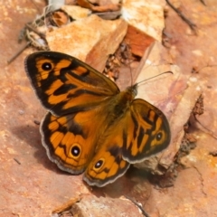 Heteronympha merope (Common Brown Butterfly) at Namadgi National Park - 11 Dec 2021 by Sarah2019