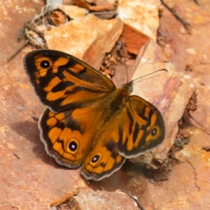 Heteronympha merope at Cotter River, ACT - 11 Dec 2021 02:49 PM