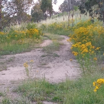 Hypericum perforatum (St John's Wort) at Paddys River, ACT - 11 Dec 2021 by michaelb