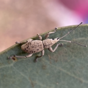 Merimnetes oblongus at Jerrabomberra, NSW - 11 Dec 2021 05:56 PM