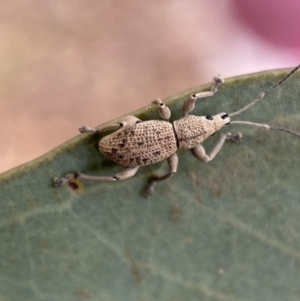 Merimnetes oblongus at Jerrabomberra, NSW - 11 Dec 2021